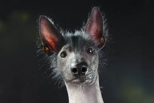 Perros sin pelo vistos desde un punto de vista muy divertido
